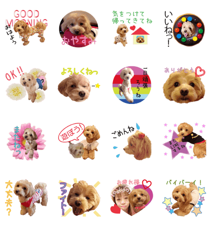 maltipoo kinako sticker