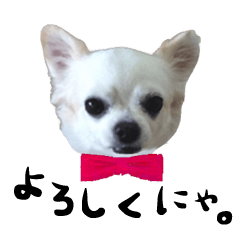 Cuty Chihuahua Sticker
