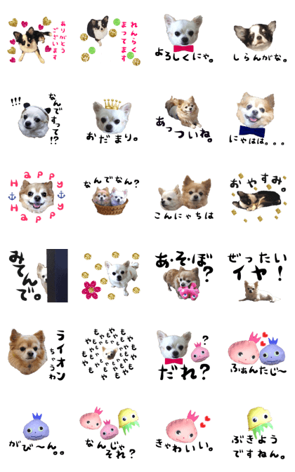 Cuty Chihuahua Sticker