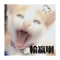 胖貓橘子-日常對話❤️
