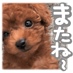 Gentle nature toy poodle(1)