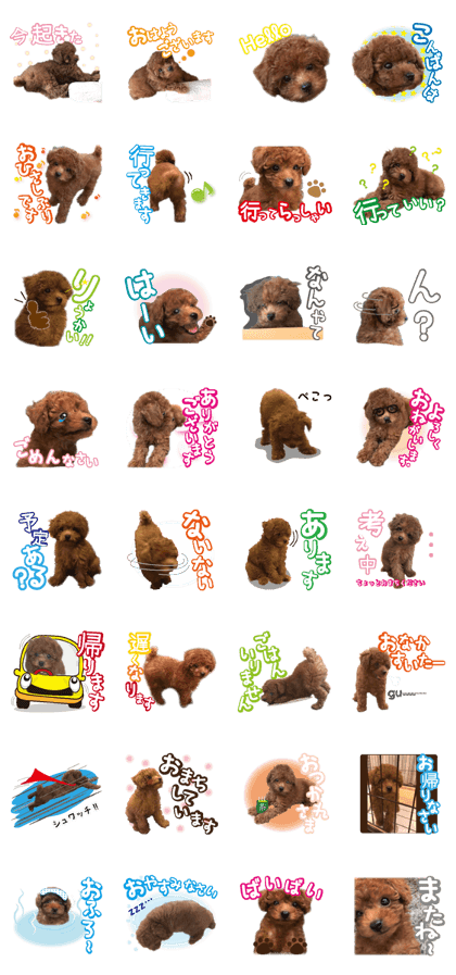 Gentle nature toy poodle(1)