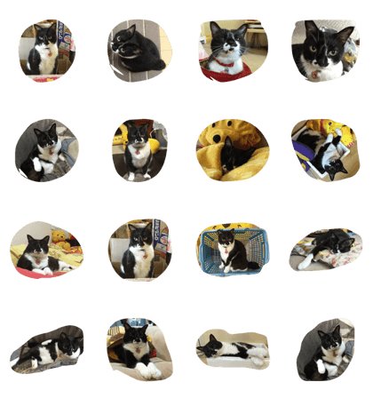prettycat115