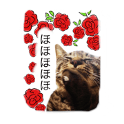 funny  cat  KOJI