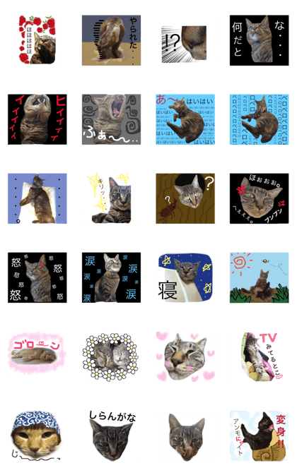 funny  cat  KOJI