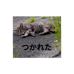 cat stamps in Japan
