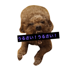 toy poodle RANCE