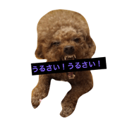 toy poodle RANCE