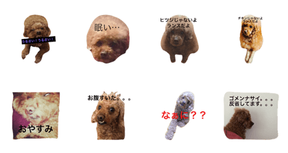 toy poodle RANCE