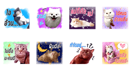 Fat cat family
