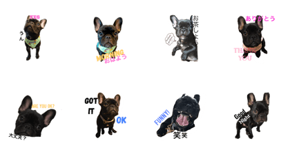 Frenchie Silver devil