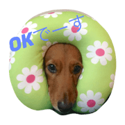MYDOG 1