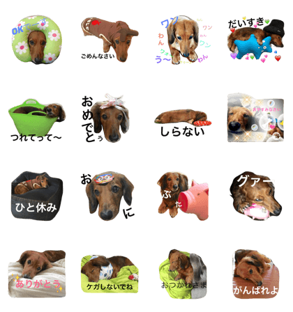 MYDOG 1