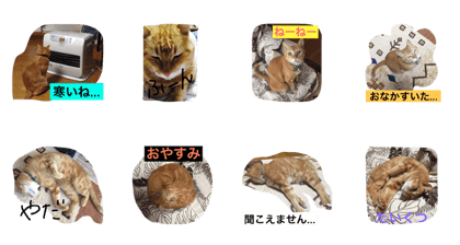 speaking cat myu
