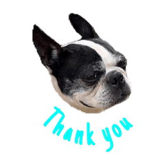 Lychee and Olive the Boston Terrier