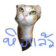 Tumwai use aeng