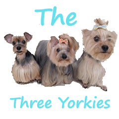 The Three Yorkies (EN)