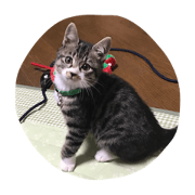 Stamp of a cute cat