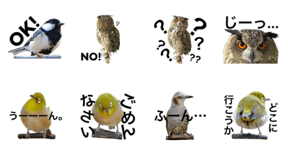 Very very cute birds