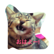 Cat's ugly