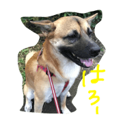 Black nose dog 2