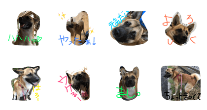 Black nose dog 2
