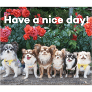 Chihuahua's-Friends
