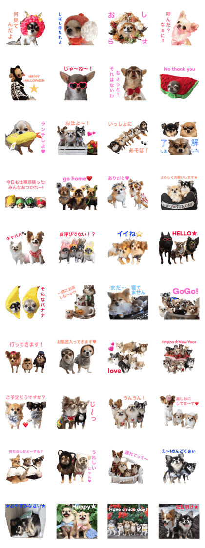 Chihuahua's-Friends