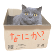 life with meow