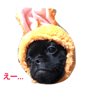 my pecha dog