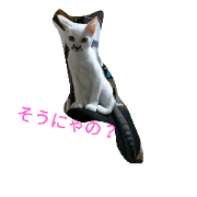 cat of  the day 3