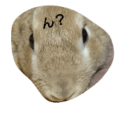 rabbit maro
