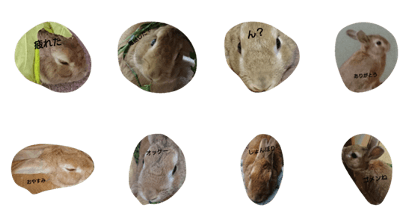 rabbit maro