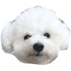 Bichon Frise PoPo