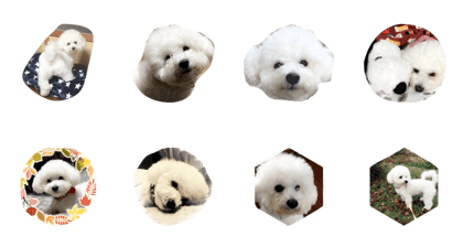 Bichon Frise PoPo