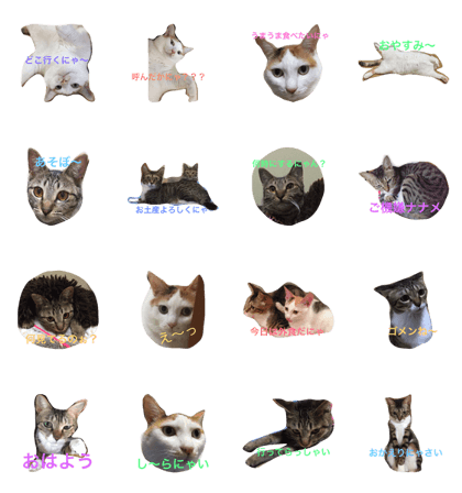endo cats family