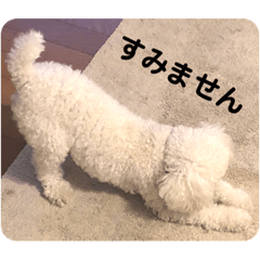 Toy Poodle Otone Stamp