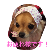 wachichi2