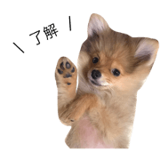 Reito.pomeranian
