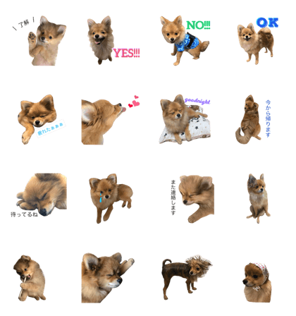 Reito.pomeranian