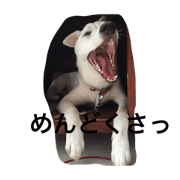 country dog Haku's slow life