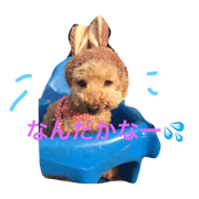 cutest dog3