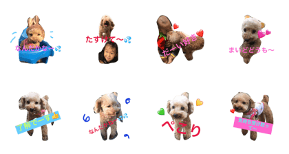 cutest dog3