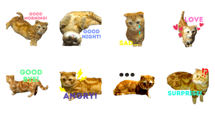 cat English manchikan