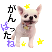 chihuahua_hello
