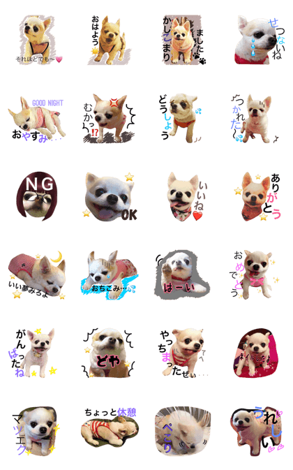 chihuahua_hello