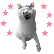 HaniAn cats
