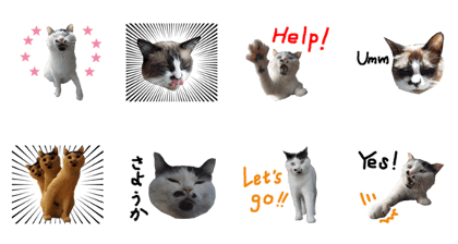 HaniAn cats
