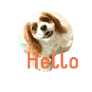 cavalier kingcharles spaniel Mikanne