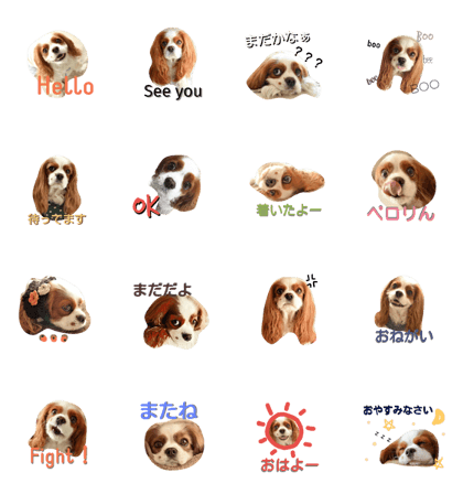 cavalier kingcharles spaniel Mikanne